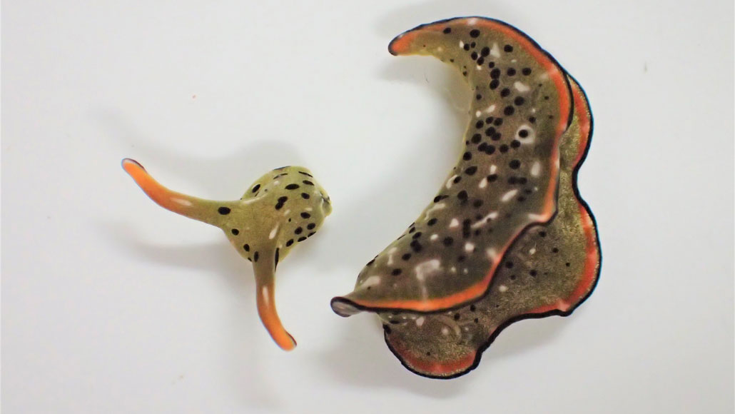 A sea slug’s detached head can crawl around and grow a whole new body 1 A sea slug’s detached head can crawl around and grow a whole new body