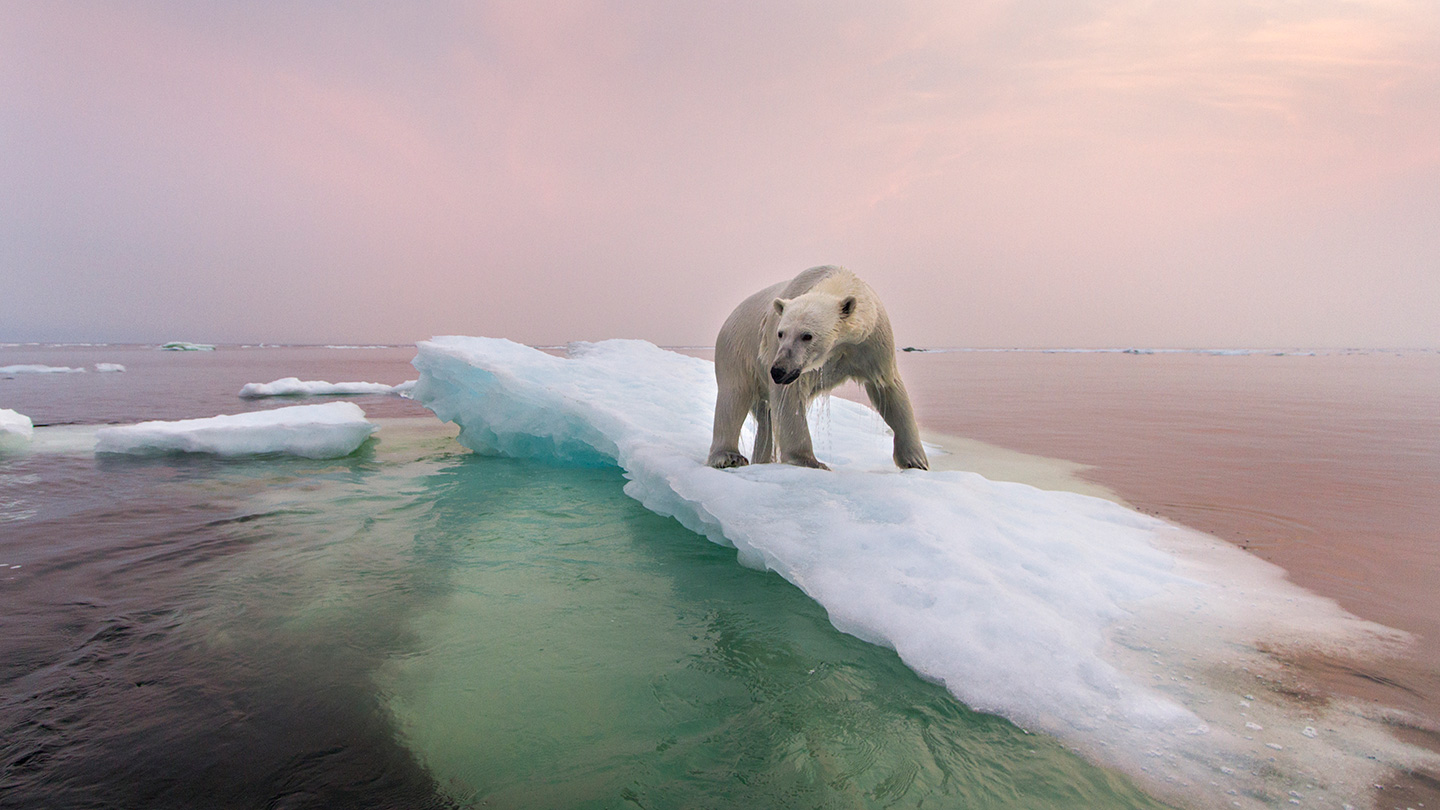 ‘Wild Souls’ explores what we owe animals in a human-dominated world 1 ‘Wild Souls’ explores what we owe animals in a human-dominated world