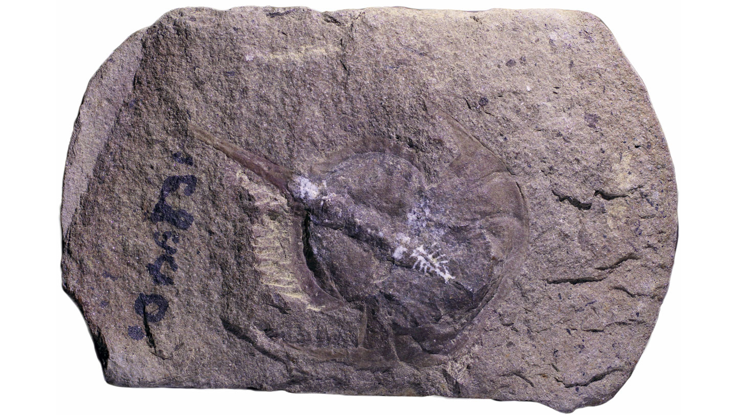 How fossilization preserved a 310-million-year-old horseshoe crab’s brain 1 How fossilization preserved a 310-million-year-old horseshoe crab’s brain