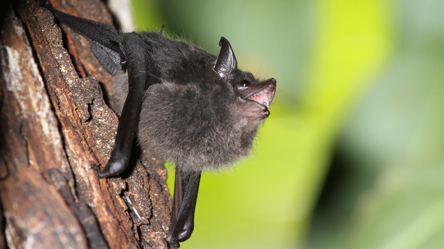 These baby greater sac-winged bats babble to learn their mating songs 1 These baby greater sac-winged bats babble to learn their mating songs