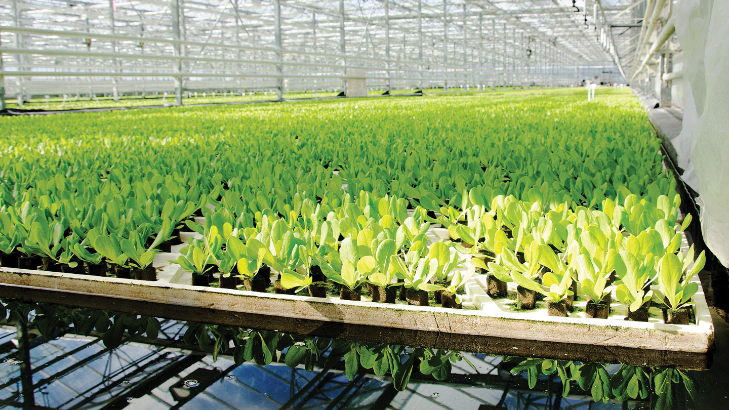 Cold plasma could transform the sustainable farms of the future 1 Cold plasma could transform the sustainable farms of the future
