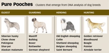 Breeds Apart: Purebred Dogs Defined By Dna Differences