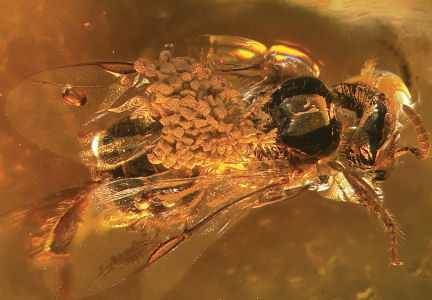 Scientists discover orchid fossil trapped in amber dating back at
