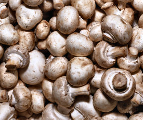 White button mushrooms, the plain Janes of edible fungi, are actually quite stimulating: Their powder seems to jump-start the immune response of cells taken from mice, a new study finds.