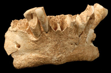 Researchers who retrieved this fossil jaw from a Spanish cave conclude that human ancestors reached Western Europe more than 1 million years ago.