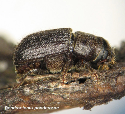 Mountain pine beetles, about the size of a grain of rice, spend their larval season inside old lodge pole pines. Along with their hitchhiking fungus, the bugs can eventually kill the tree.