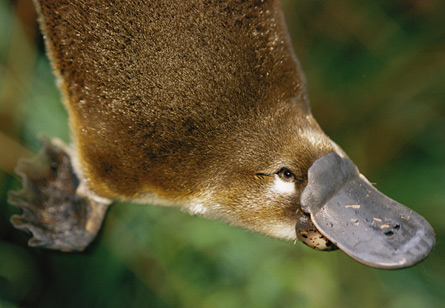 With webbed feet and venomous claws, the furry duck-billed platypus has a little bit of everything, and its genome does too.