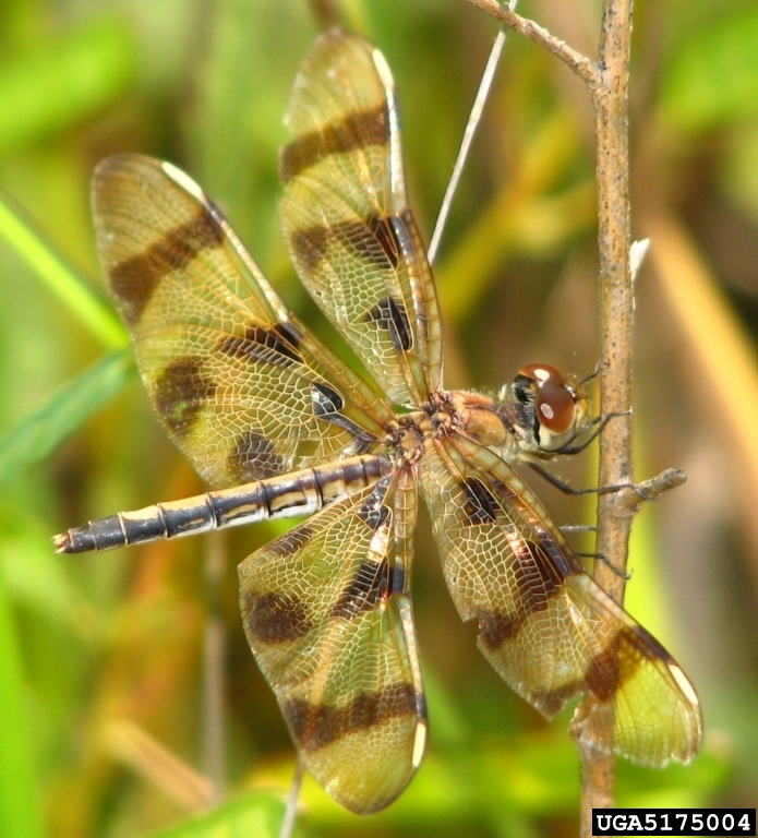 The flap on dragonfly flight