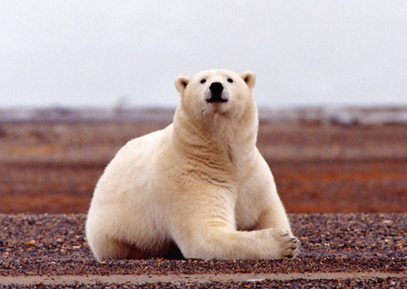 The polar bear made it onto the US endangered species list as