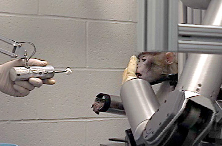 Think before you eat: Electrodes implanted into this monkey's brain enabled the monkey to control a robotic arm with its thoughts, reaching out for pieces of food and putting that food in its mouth.