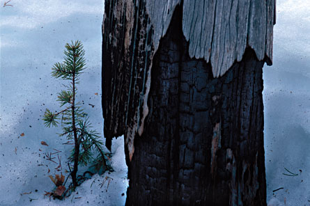 A sapling sprouts near a mature tree in the Russian Arctic in January 2001. Larches and spruce there are overtaking formerly low-growing vegetation.