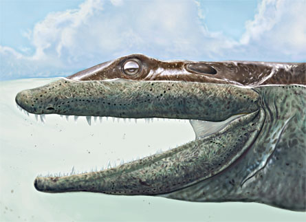 New fossils of an ancient, four-limbed creature help fill in the blanks of the evolutionary transition between fish and the first land-adapted vertebrates.