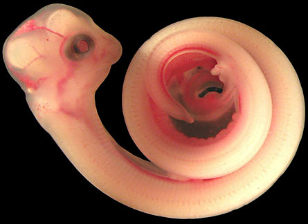 By observing gene activity in snake embryos, a team revealed that, on the evolutionary tree, fangs sprang from one source. Pictured is the 18-day-old embryo of an African night adder.