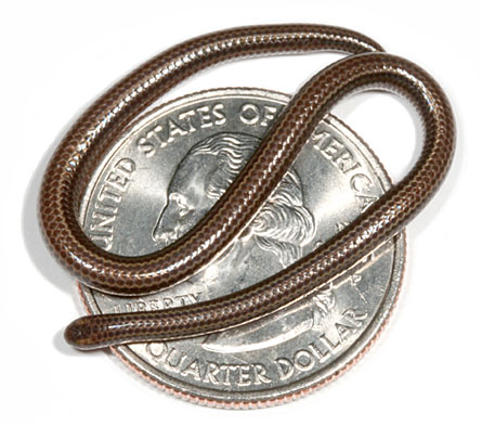 A newly named species from Barbados could be the world’s smallest kind of snake.