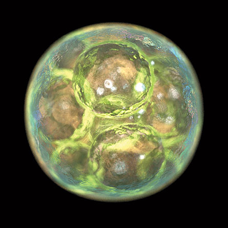 Embryonic stem cells are revealed in this artist's interpretation of an early developing embryo.