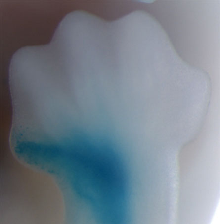 A human version of a stretch of DNA, when inserted into a mouse embryo, cranks up the activity of genes in the developing thumb (shown blue). But this activity was much lower with the chimp or rhesus macaque version of the same DNA sequence. The difference could point to the kinds of developmental changes that make us human.