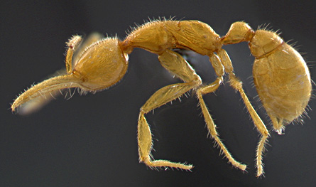 This newly discovered ant species, with mouthparts like forceps and no eyes, may come from the most ancient known lineage of living ants.