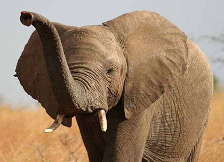 The largest review in a decade by the conservation monitoring organization IUCN reports that as much as a third of mammals face extinction. African elephants, at least, are classified now as nearly threatened rather than vulnerable.