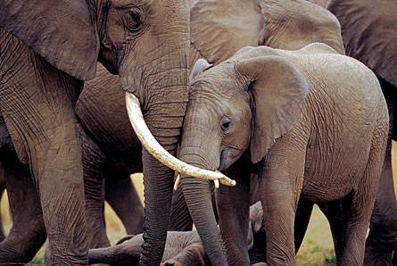 Female African elephants live in family groups led by matriarchs. Losing the older females to poaching has left survivors more stressed, new studies show, even as poaching has restarted.