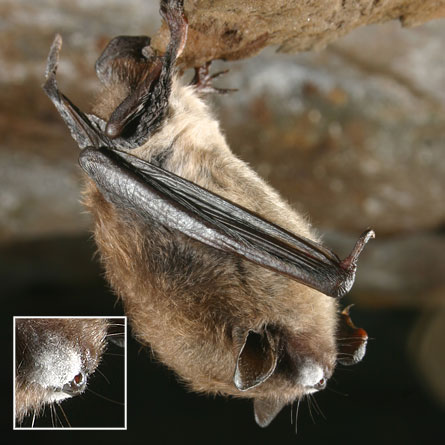A little brown bat's moldy white nose marks it as suffering from the recently described white-nose syndrome that's killing hundreds of thousands of hibernating bats in New England. Researchers now know that the white fungus is a novel Geomyces form.