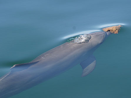A male dolphin carries a sea sponge on his beak, engaging in a food foraging technique mainly practiced by a minority of female dolphins, a study in Australia’s Shark Bay shows.