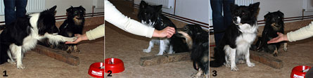 A sequence showing the experiment in progress. Panels 1-3 show the reaction/reward experience between two dogs from the study.