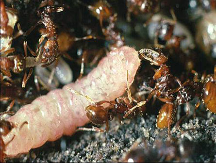 Caterpillar noise tricks ants into service