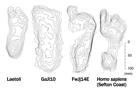 Ydmyghed mytologi Korrekt Modern feet step back 1.5 million years