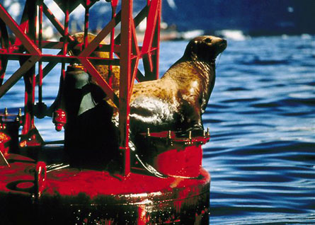 Sea lions love hanging out on buoys. But after the spill, this one wore an oily coat.