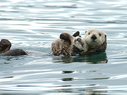 Sea otters frolic in Alaskan waters.