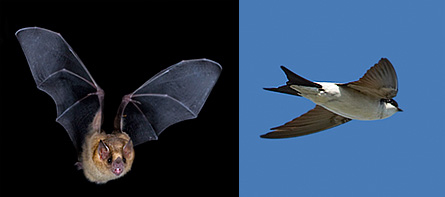 Birds, bats leave different wakes