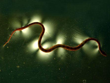 Friction gives snakes a smooth slither Friction gives snakes a smooth slither