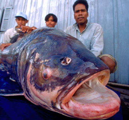 Рыба индия