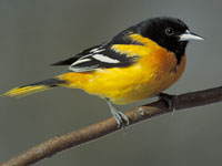 Among birds that have left behind staying in one region and breeding in monogamous, territorial pairs, such as migratory orioles and colonially breeding grackles, females typically have lost their songs.