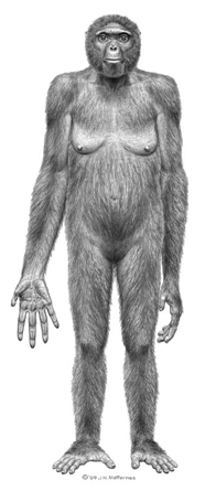 An artist's illustration shows how a female Ardipithecus may have looked. An analysis of Ardi's bones, uncovered from 1992 through 1997, was released this year. Credit: J.H. Matternes