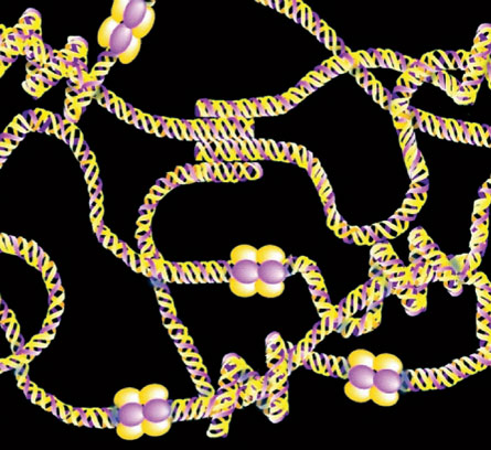 Tangles of collagen IV chains link at globules via sulfur-nitrogen bonding (illustrated above). Credit: Courtesy of Science/AAAS
