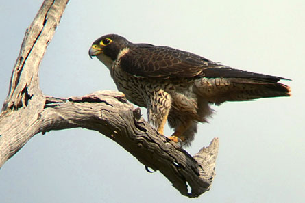 The eggs and chicks of peregrine falcons, once at risk from the pesticide DDT, have been found to contain flame retardants picked up from household items. Credit: Aviceda / Wikimedia Commons