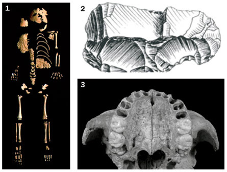 Neandertal bones