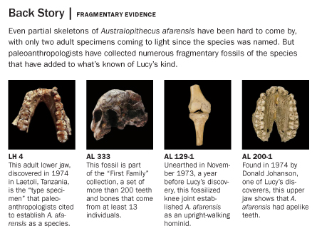 Australopithecus afarensis partial skeletons.
