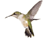 bird