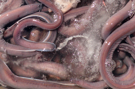 Hagfish may eat through their skin