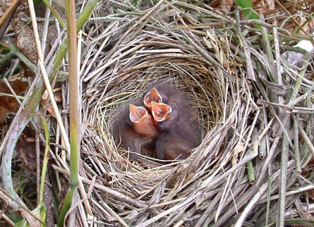 Natural Twig Tiny Bird Nests 3 (Set of 9)