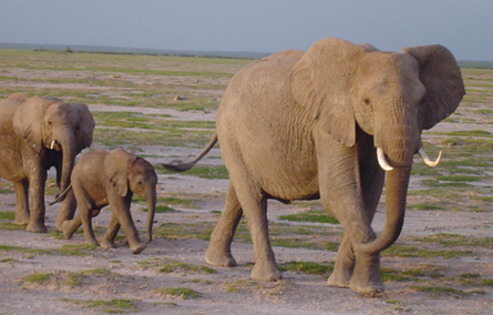 How the elephant gets its infrasound