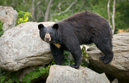 Average bear could be pretty smart Average bear could be pretty smart
