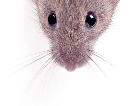 Nature Science,Technology Science,Social Science,Language Science,Science News,Science,Biology,Physics