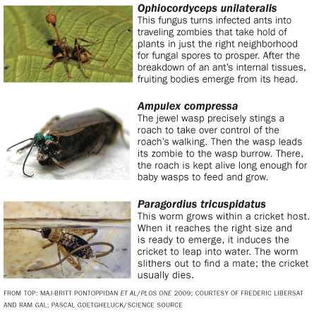 Ophiocordyceps unilateralis, Ampullex compressa, Paragordius tricuspidatus