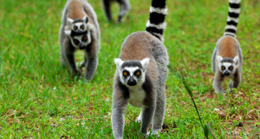 Lemurs' group size predicts social intelligence