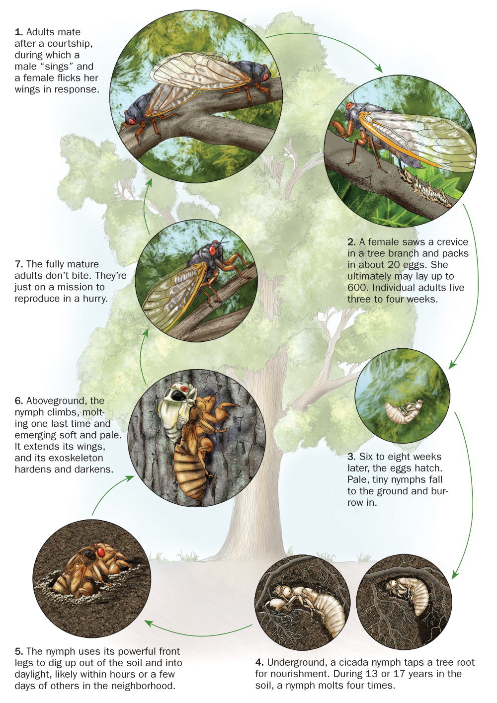 Life Cycle Of A Cicada Diagram