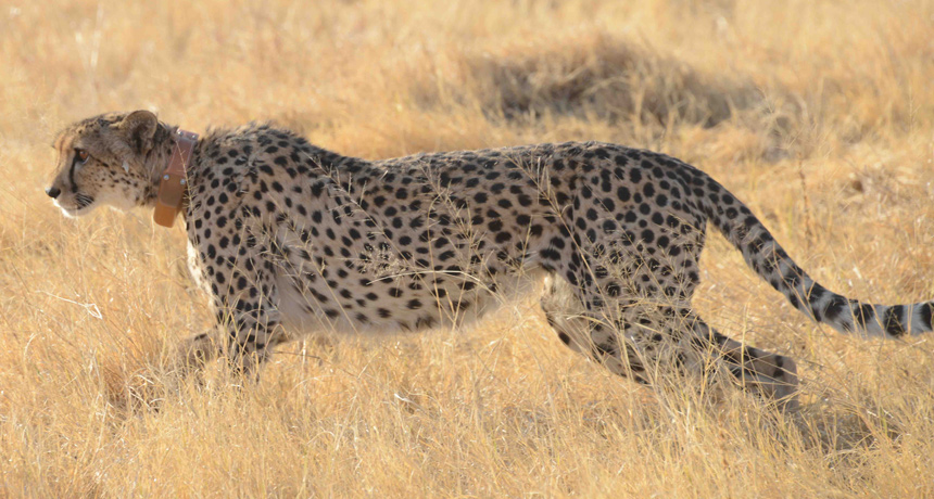 In the real world, cheetahs rarely go all out In the real world, cheetahs rarely go all out
