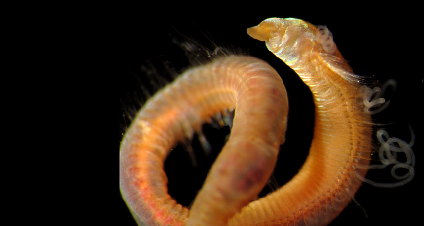 Oxygen boost aided carnivore evolution in Cambrian explosion Oxygen boost aided carnivore evolution in Cambrian explosion